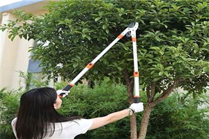 Best Garden Multi-Tool For Pruning