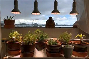 Best Grow Lights For Indoor Plants