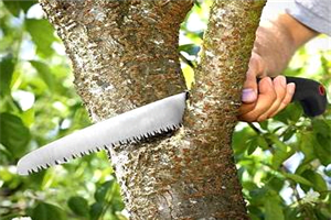 Best Tree Saw For Thick Branches
